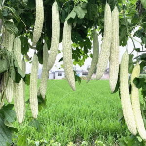 1 প্যাকেট সাদা করলা (White Bitter Melon) বীজ 300tk